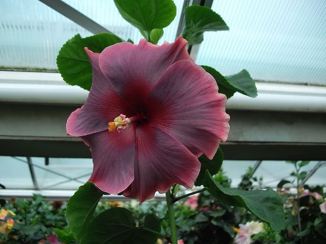 magic - toate culorile de hibiscus existente
