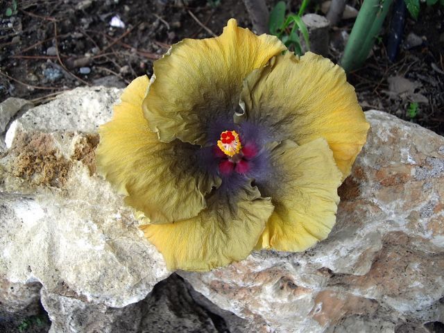 moorea silver storm - toate culorile de hibiscus existente