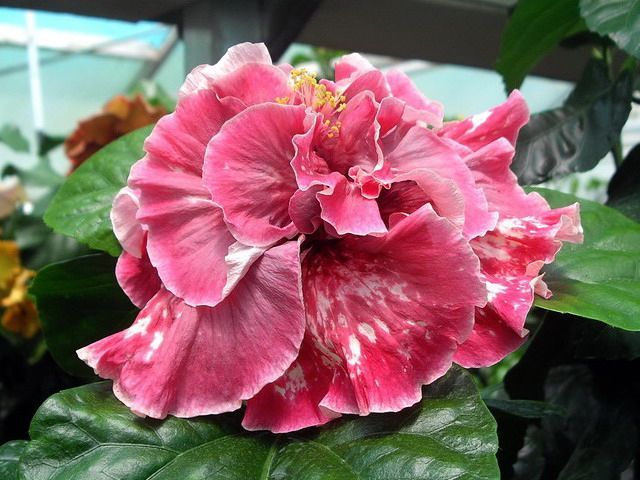 magnifique - toate culorile de hibiscus existente