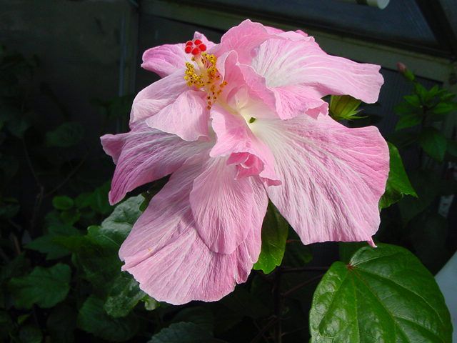 mary lee smith - toate culorile de hibiscus existente