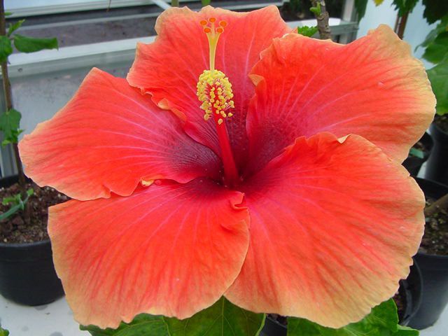 mary wallace - toate culorile de hibiscus existente