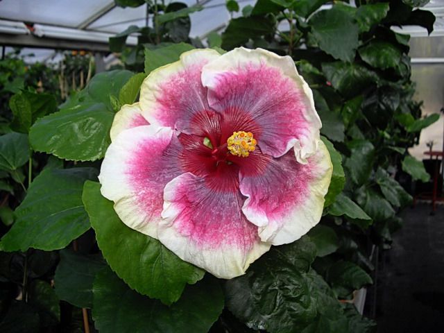 mega rainbow - toate culorile de hibiscus existente