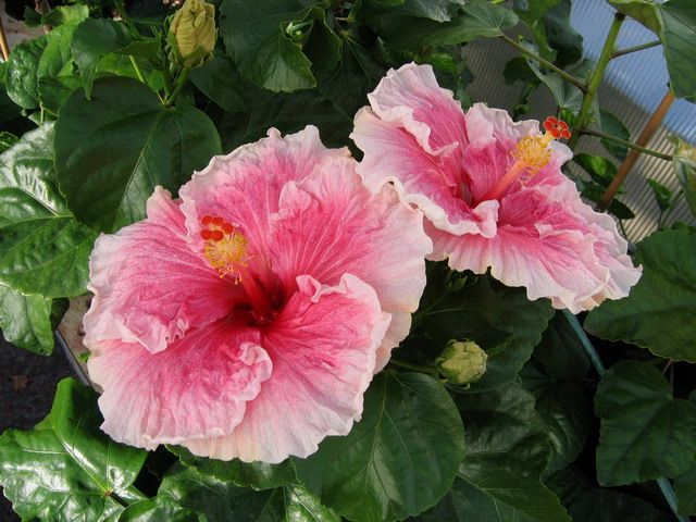 midnight lace - toate culorile de hibiscus existente