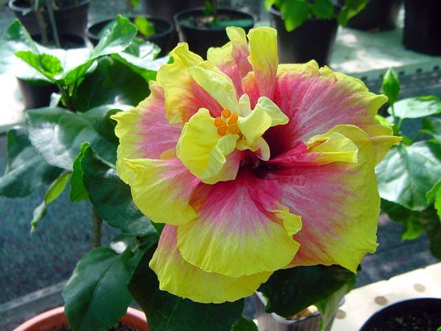 mini balerina - toate culorile de hibiscus existente