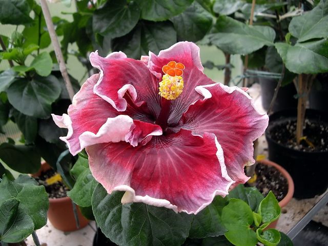 misfortune - toate culorile de hibiscus existente