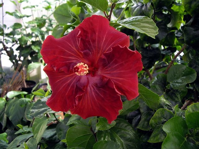 mooorea red jungle - toate culorile de hibiscus existente