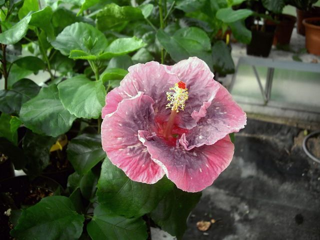 moorea merveille queen - toate culorile de hibiscus existente