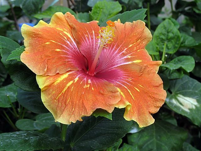 moorea senior charles - toate culorile de hibiscus existente