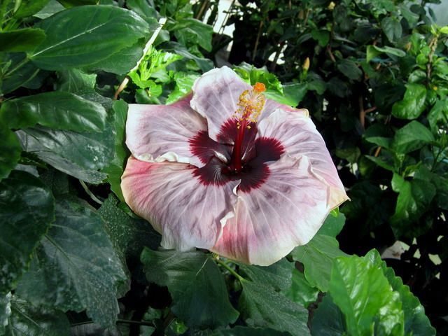 my way - toate culorile de hibiscus existente