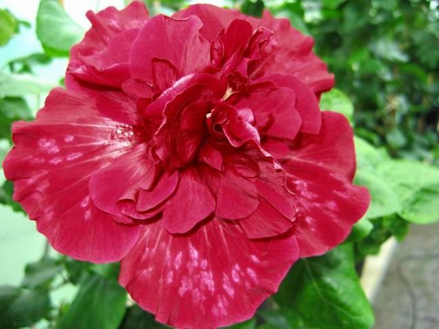 new ideea - toate culorile de hibiscus existente