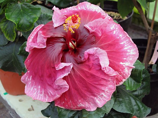 new yers day - toate culorile de hibiscus existente