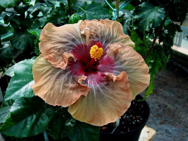 nightmare - toate culorile de hibiscus existente