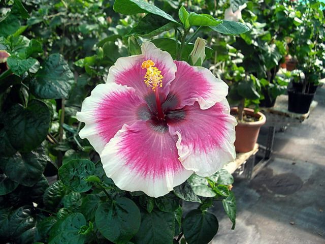 omperial mountain - toate culorile de hibiscus existente