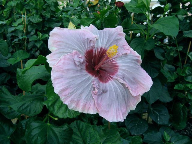 peeping plum - toate culorile de hibiscus existente