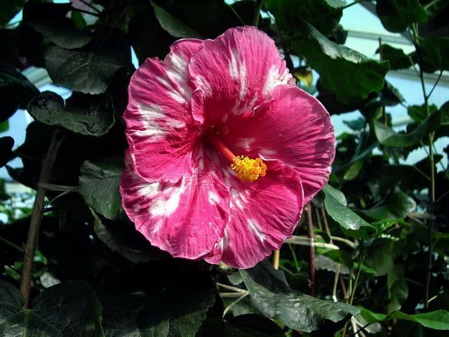 pink caramel - toate culorile de hibiscus existente