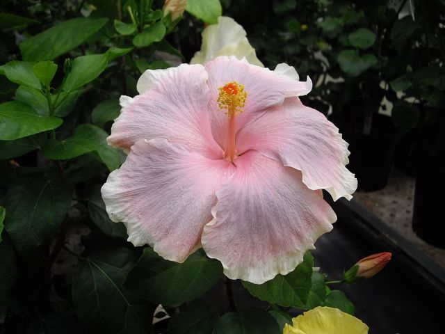 poetry - toate culorile de hibiscus existente