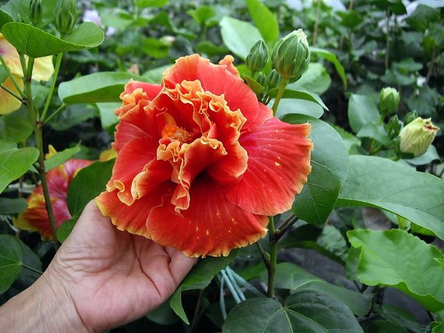 prairie fire - toate culorile de hibiscus existente
