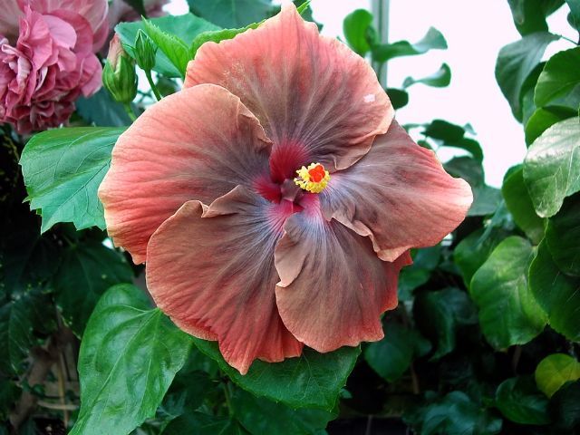pretty boy - toate culorile de hibiscus existente