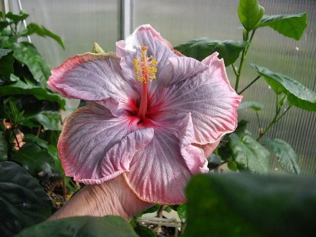 purple ice - toate culorile de hibiscus existente