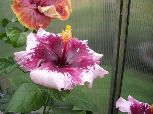 purple magic - toate culorile de hibiscus existente