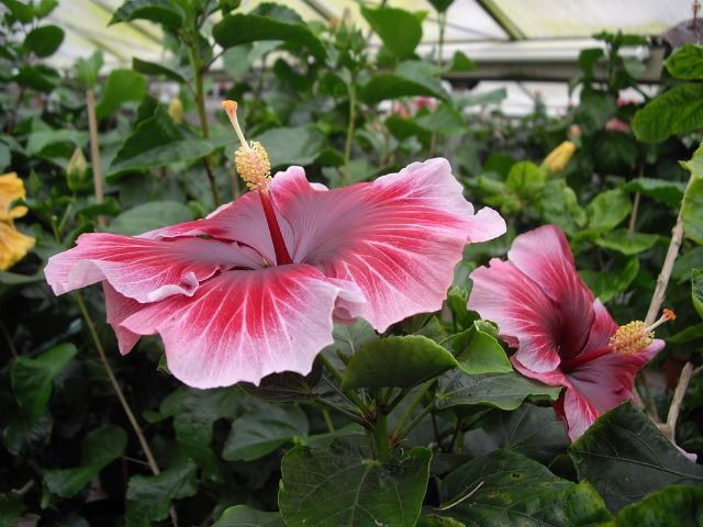 purple queen - toate culorile de hibiscus existente