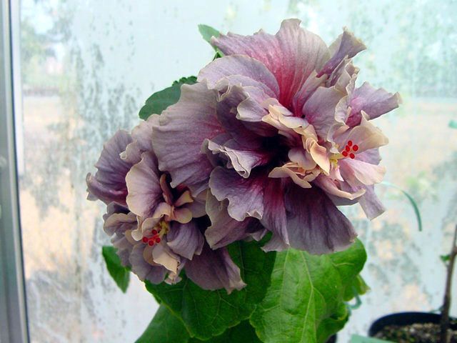 purple rain - toate culorile de hibiscus existente