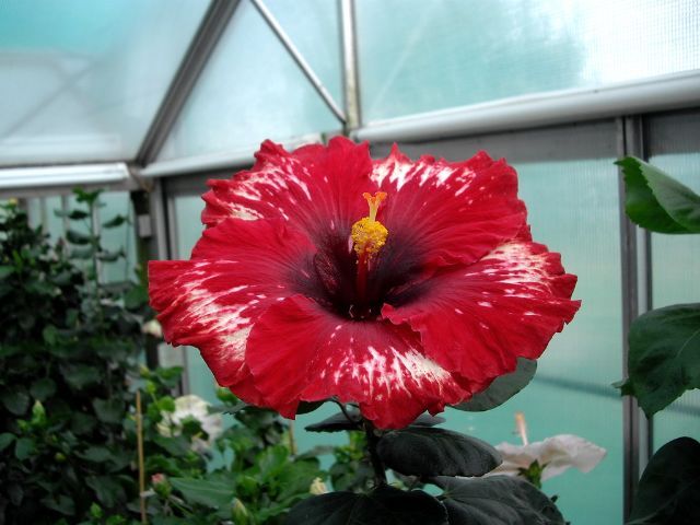 rebellious spirit - toate culorile de hibiscus existente