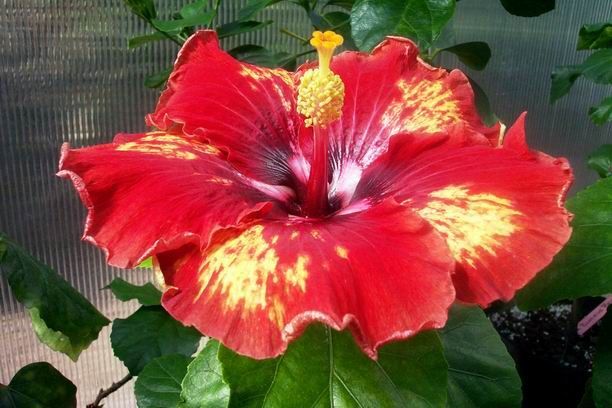 red bomb - toate culorile de hibiscus existente