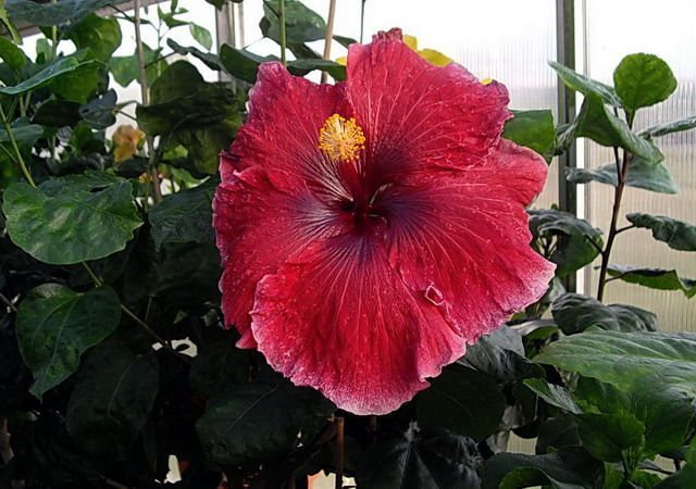 red planet - toate culorile de hibiscus existente