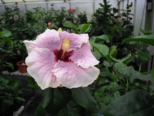 smokey mountain - toate culorile de hibiscus existente