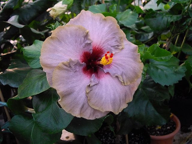 remembrance - toate culorile de hibiscus existente