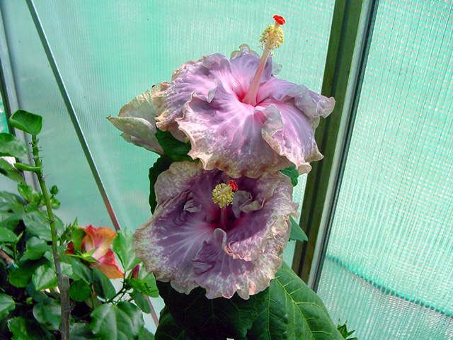 rhopsody in blue trio - toate culorile de hibiscus existente