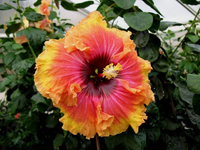 ring of fire - toate culorile de hibiscus existente