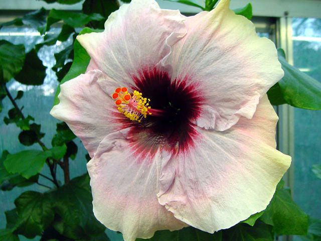 romeo - toate culorile de hibiscus existente