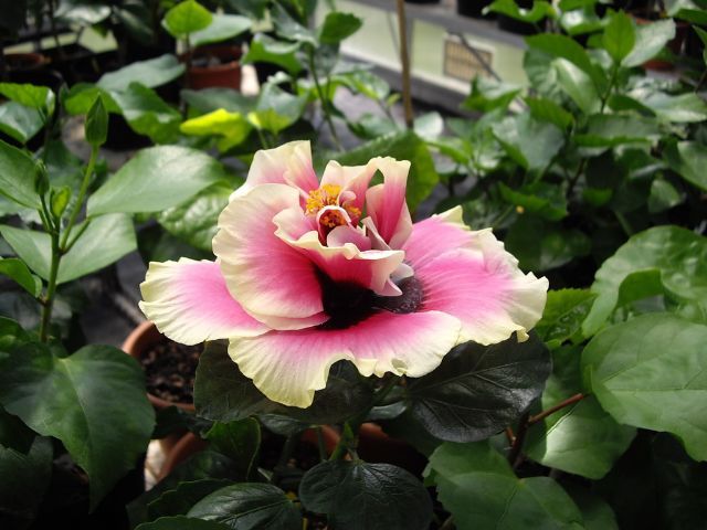 royal crwon - toate culorile de hibiscus existente