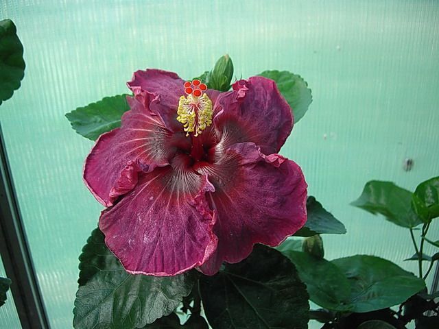 royal velvet - toate culorile de hibiscus existente