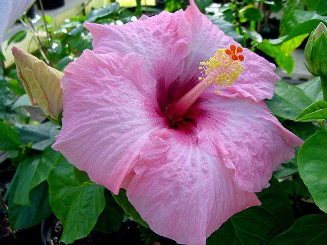 satin pillow - toate culorile de hibiscus existente