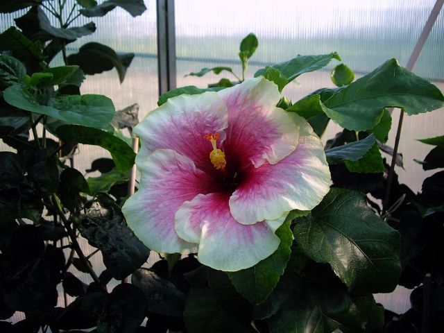showplace - toate culorile de hibiscus existente