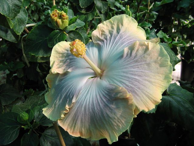 silver memories - toate culorile de hibiscus existente