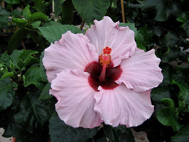 silvio berlusconi - toate culorile de hibiscus existente