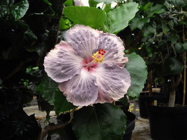 snow on the mountain - toate culorile de hibiscus existente