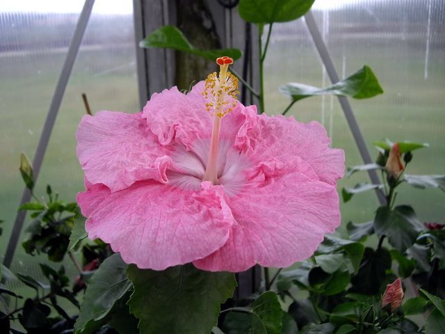 soft shoulders - toate culorile de hibiscus existente