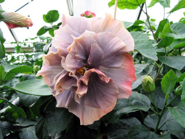 solver moon - toate culorile de hibiscus existente