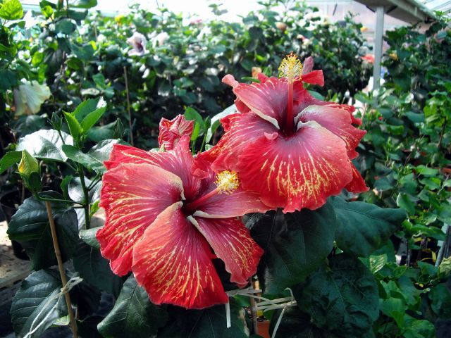spirit of liberty - toate culorile de hibiscus existente