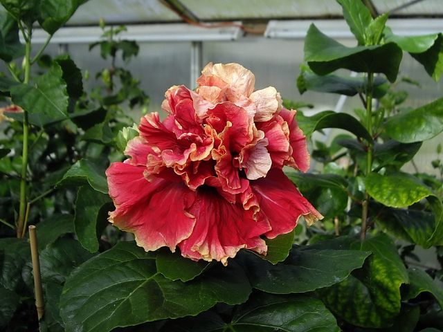 standing ovation - toate culorile de hibiscus existente