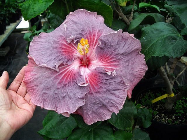 storm front - toate culorile de hibiscus existente