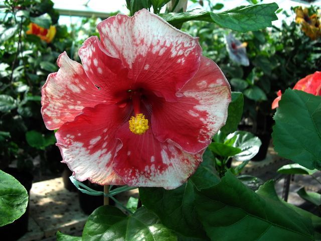 strawberry splash - toate culorile de hibiscus existente