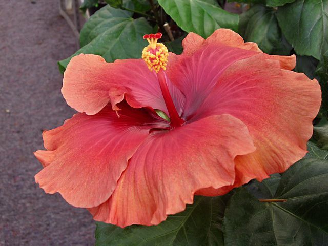 tahitian burning sands