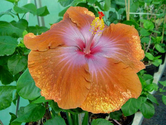 tahitian sophistication - toate culorile de hibiscus existente