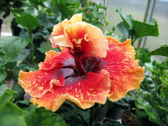 tahitian spotted sun - toate culorile de hibiscus existente